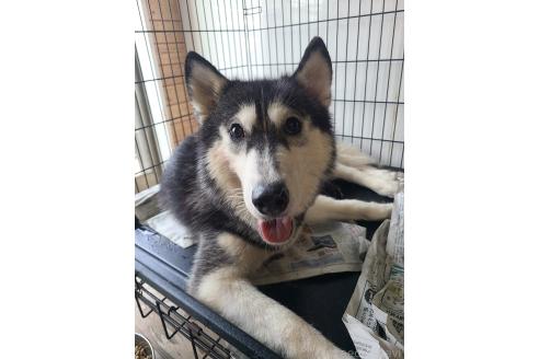 販売中の東京都のミックス犬-394992の2枚目
