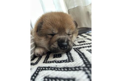 販売中の群馬県の柴犬-394995の8枚目