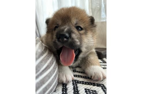 販売中の群馬県の柴犬-394995の7枚目