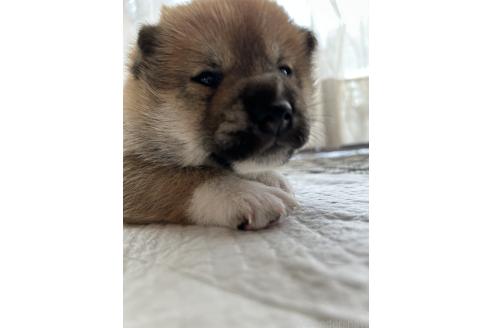 販売中の群馬県の柴犬-394995の5枚目