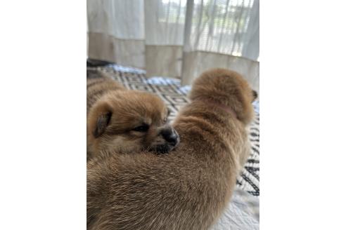 販売中の群馬県の柴犬-394995の4枚目