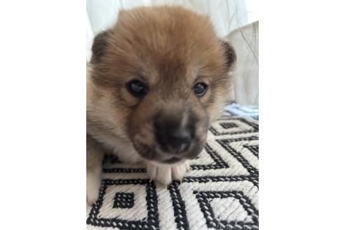 販売中の群馬県の柴犬-394995の3枚目
