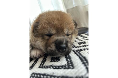 販売中の群馬県の柴犬-394995の2枚目