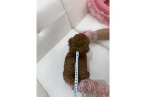 販売中の山梨県のティーカッププードル-387444の5枚目