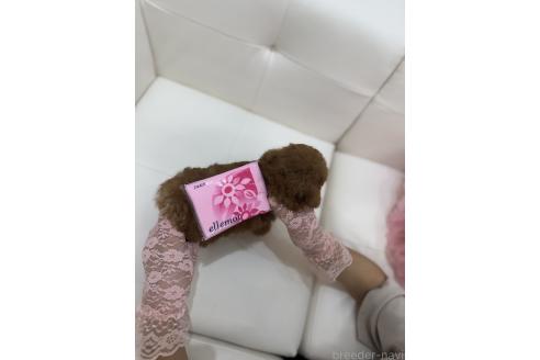 販売中の山梨県のティーカッププードル-387444の3枚目