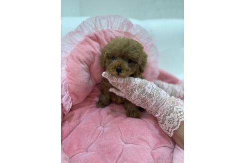 販売中の山梨県のティーカッププードル-387444の2枚目