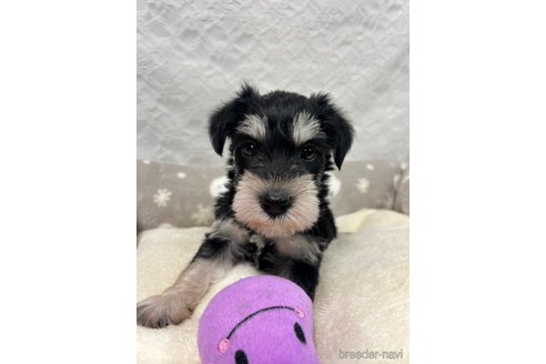 販売中の岡山県のミニチュアシュナウザー-392799