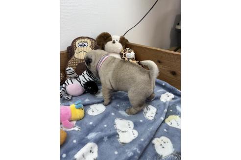 販売中の群馬県のパグ-394877の2枚目