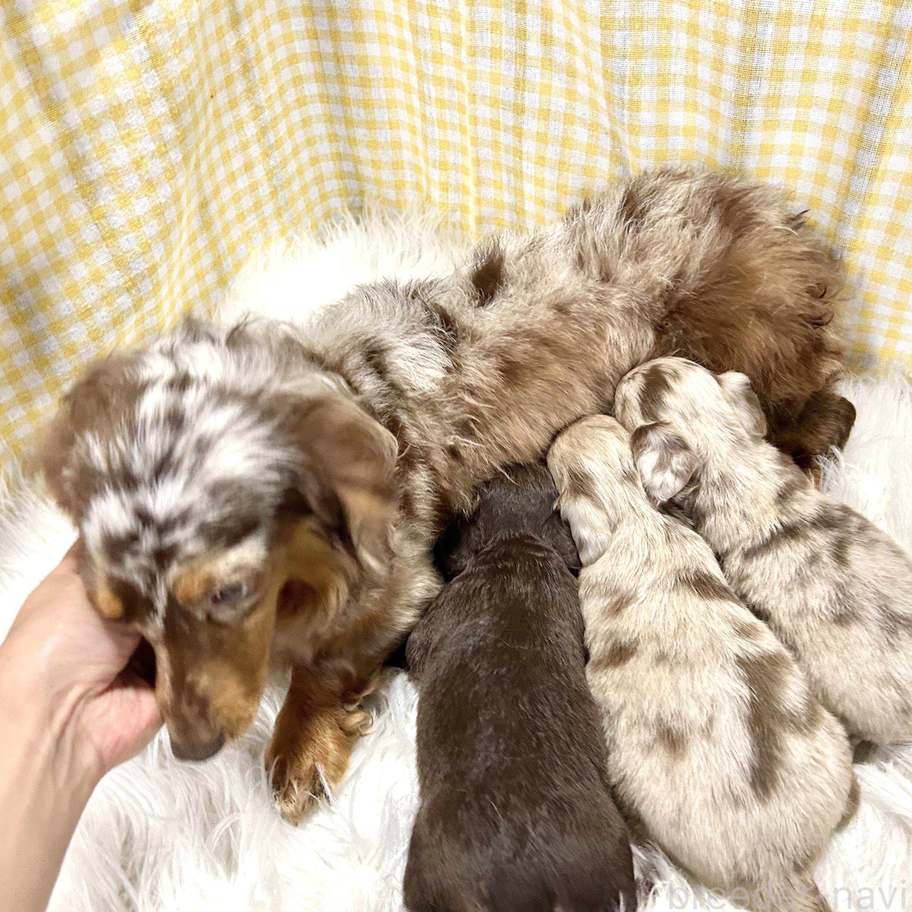 販売中の栃木県のチワックス:チワワ×ミニチュアダックスフンド-394880の3枚目