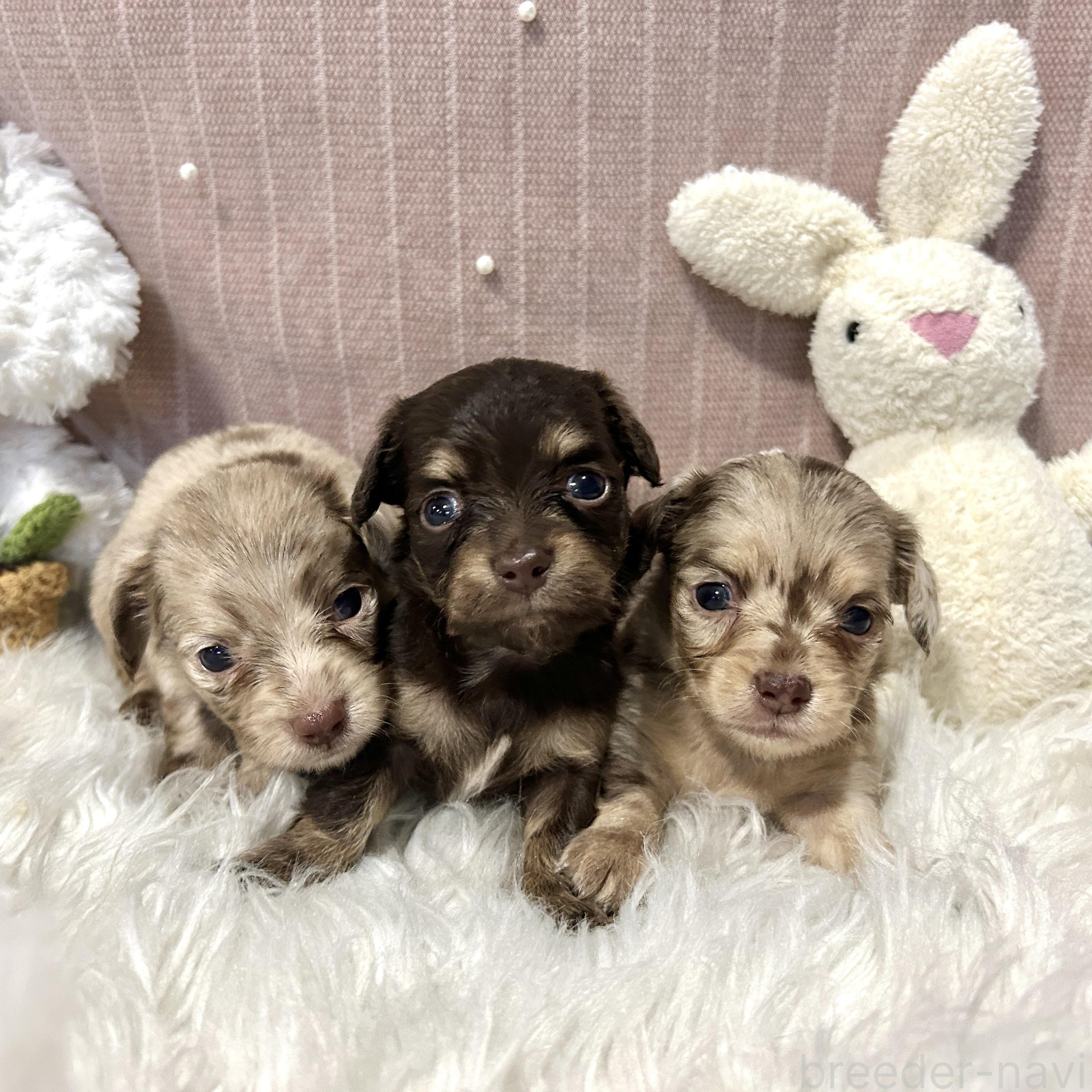 販売中の栃木県のチワックス:チワワ×ミニチュアダックスフンド-394898の3枚目