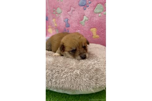 販売中の千葉県のミックス犬-394882の5枚目