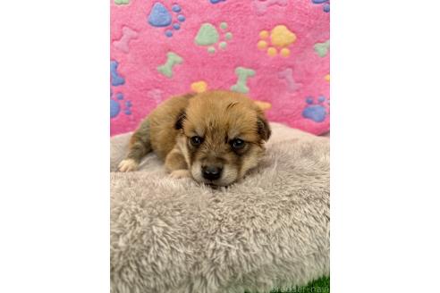 販売中の千葉県のミックス犬-394882の4枚目