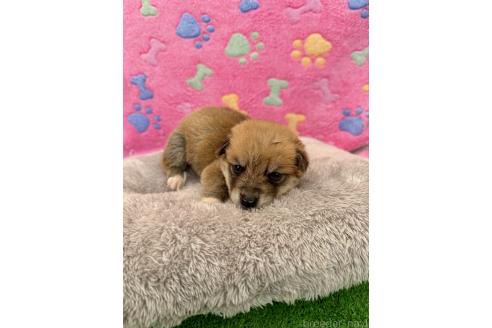 販売中の千葉県のミックス犬-394882の3枚目