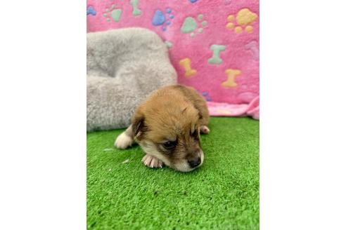 販売中の千葉県のミックス犬-394882の2枚目