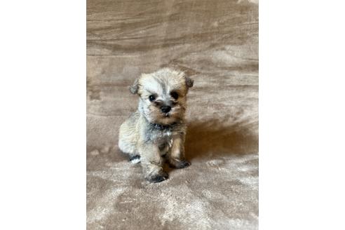 販売中の福岡県のミックス犬-395018の5枚目