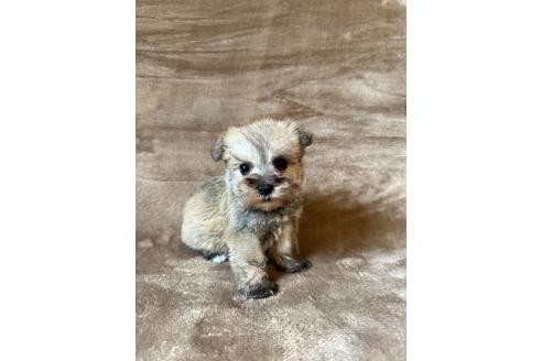 販売中の福岡県のミックス犬-395018の4枚目