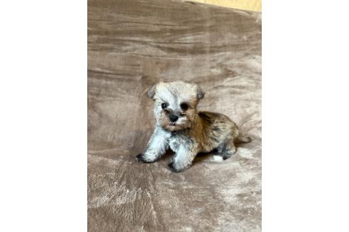 販売中の福岡県のミックス犬-395018の3枚目