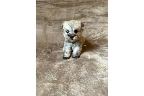 販売中の福岡県のミックス犬-395018の2枚目