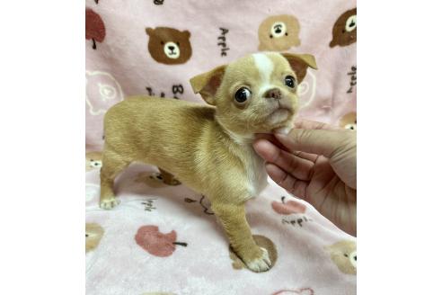 販売中の福島県のチワワ(スムースコート)-395027の2枚目