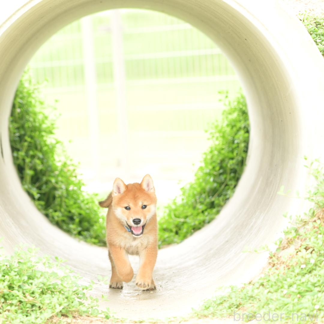 販売中の愛知県の柴犬-394169