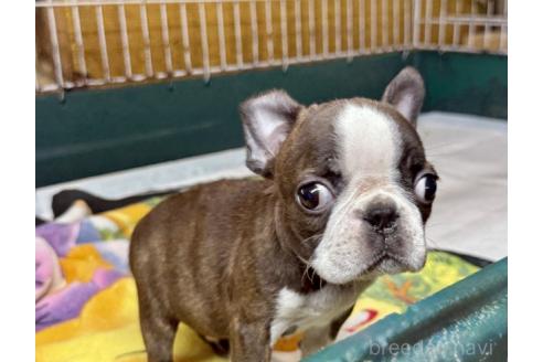 販売中の愛知県のミックス犬-395028