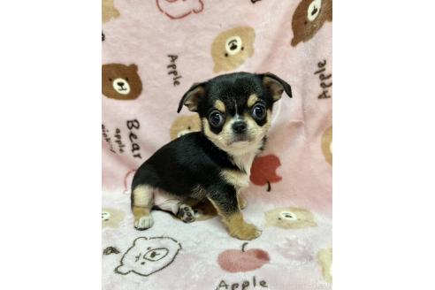 販売中の福島県のチワワ(スムースコート)-395036の2枚目