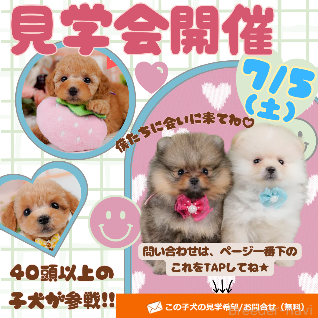 販売中の神奈川県のトイプードル-392687の3枚目