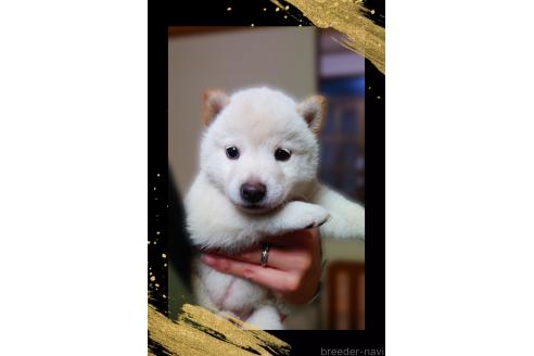 販売中の栃木県の柴犬-395046の5枚目