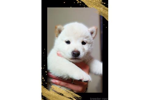 販売中の栃木県の柴犬-395046の4枚目