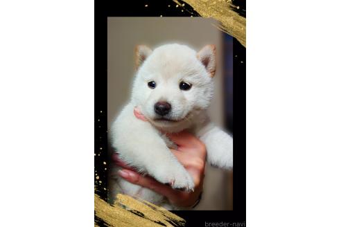 販売中の栃木県の柴犬-395046の3枚目