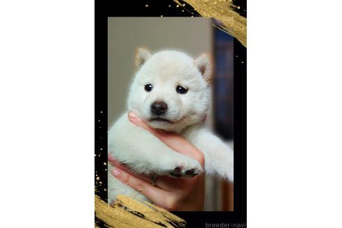 販売中の栃木県の柴犬-395046の2枚目
