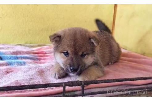 成約済の埼玉県の豆柴-395050の2枚目