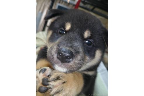 販売中の岐阜県の柴犬-390843