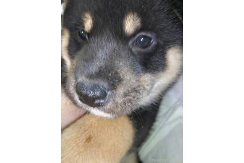 販売中の岐阜県の柴犬-390843の2枚目