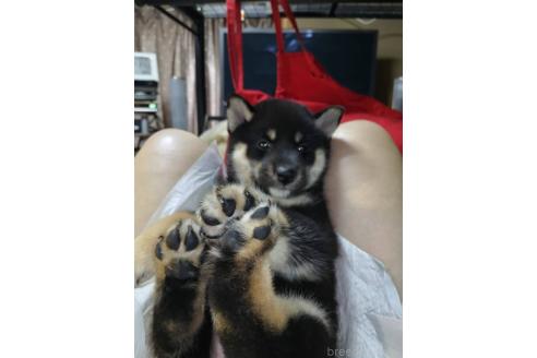 販売中の岐阜県の柴犬-390844の3枚目