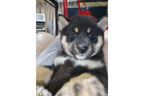 販売中の岐阜県の柴犬-390844