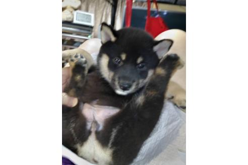 販売中の岐阜県の柴犬-390844の2枚目