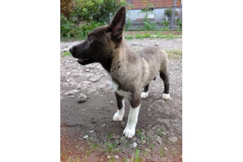 販売中の宮崎県のミックス犬-395062の14枚目