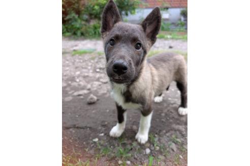 販売中の宮崎県のミックス犬-395062の13枚目