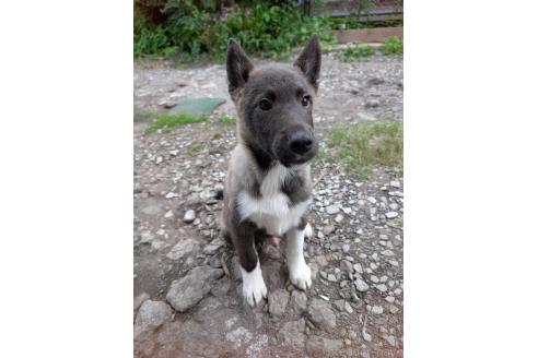 販売中の宮崎県のミックス犬-395062の4枚目