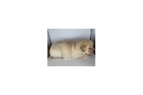 販売中の福島県のミックス犬-395063の4枚目