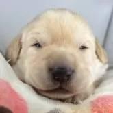 販売中の福島県のミックス犬-395063の1枚目