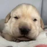 販売中の福島県のミックス犬-395063の2枚目