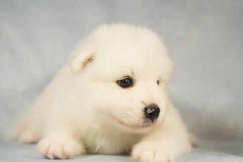 販売中の群馬県のサモエド-395065の6枚目