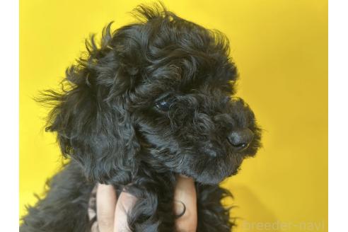 成約済の愛媛県のタイニープードル-384892の3枚目