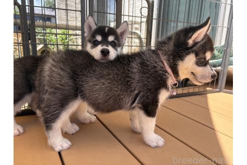 販売中の茨城県のシベリアンハスキー-395074の1枚目