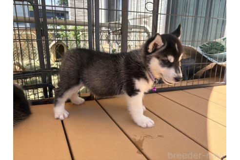 販売中の茨城県のシベリアンハスキー-395074の3枚目