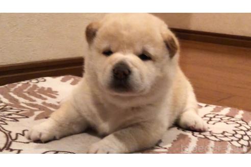 成約済の山口県の柴犬-388892の2枚目