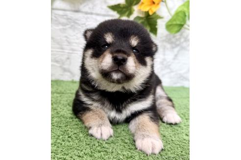 成約済の埼玉県の柴犬-393668の6枚目