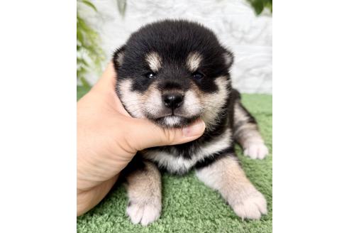 成約済の埼玉県の柴犬-393668の5枚目